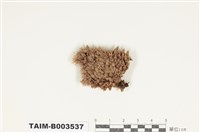 藏品(白髮苔屬)的圖片